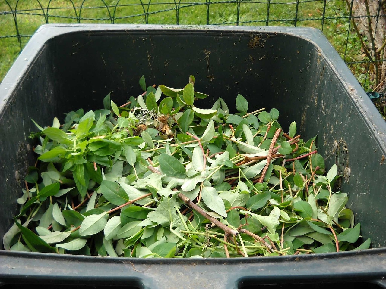 Compost bin filled with fresh green yard waste, leaves, and garden trimmings